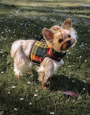 Winter Dog Harness Warm Wrap for Small Dogs - Image 5