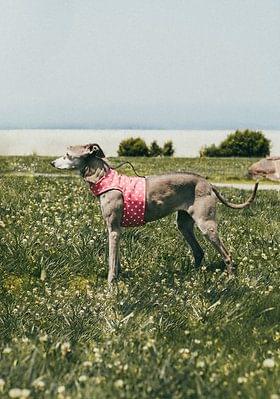 Pink Polka Dot Dog Harness - Choke Free Wrap 2 Pink Polka Dot Dog Harness - Choke Free Wrap - Image 2