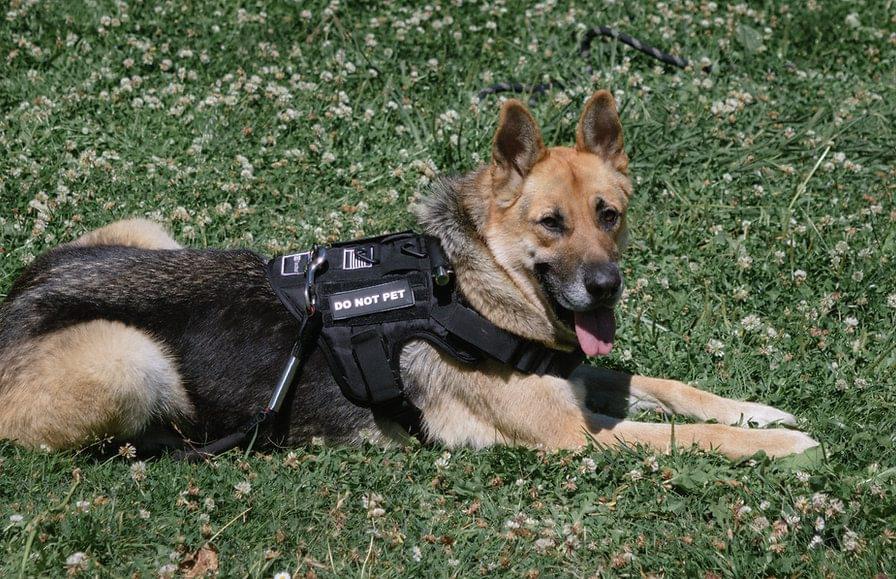 K9i TactiKal® Harness - Image 2