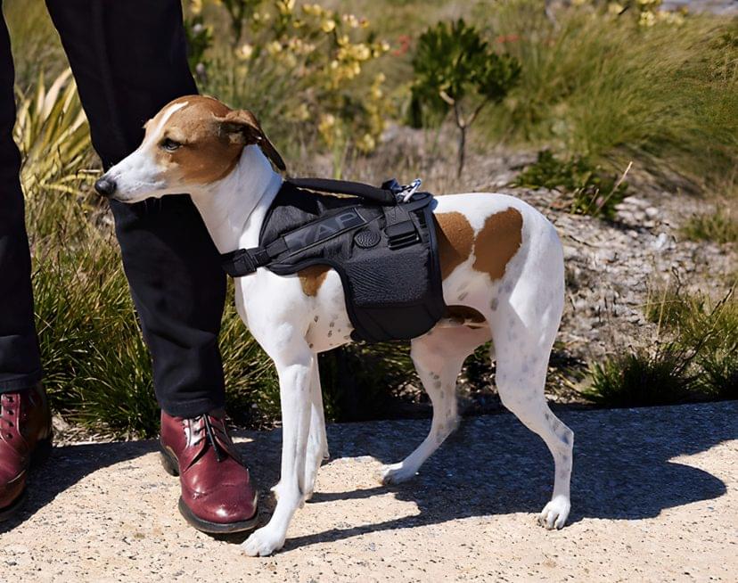 Baby Beta Airflow Tactical Dog Harness – Secure Fit 4 Baby Beta Airflow Tactical Dog Harness – Secure Fit - Image 4