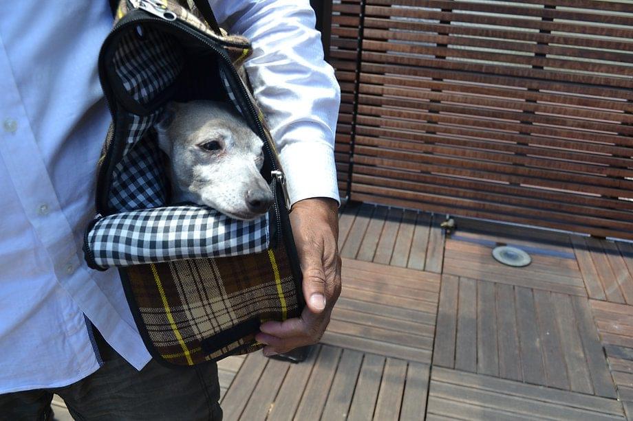 Incognito Dog Carrier® – Airline Approved Bag 2 Incognito Dog Carrier® – Airline Approved Bag - Image 2