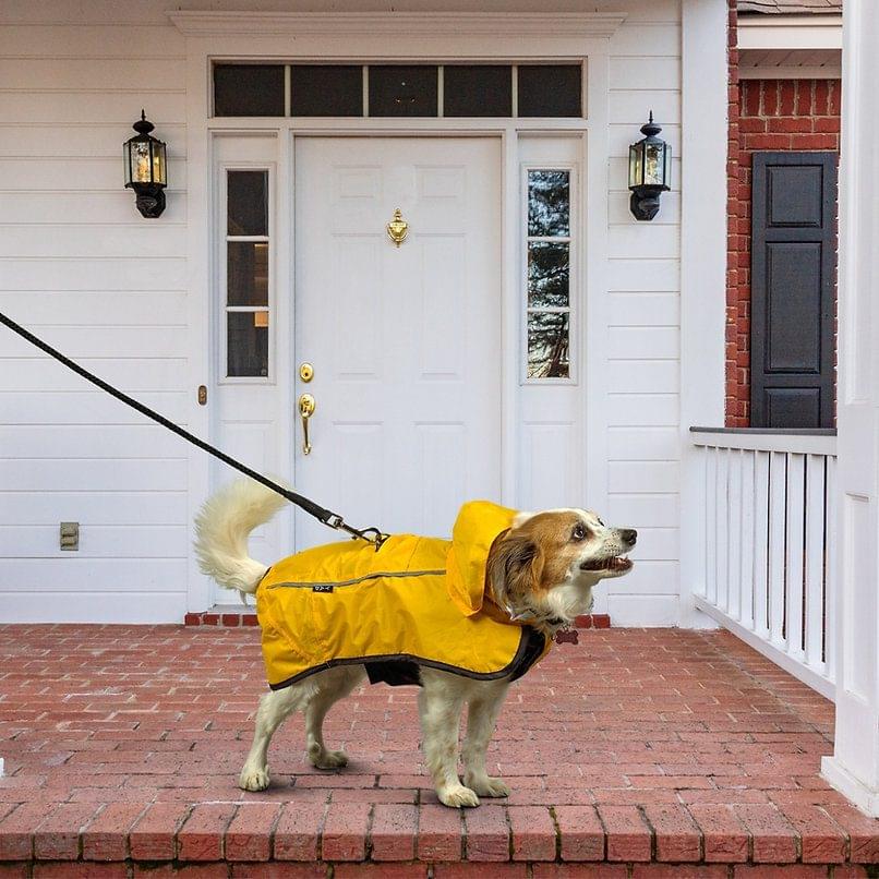 No. 42 Leash - Image 7