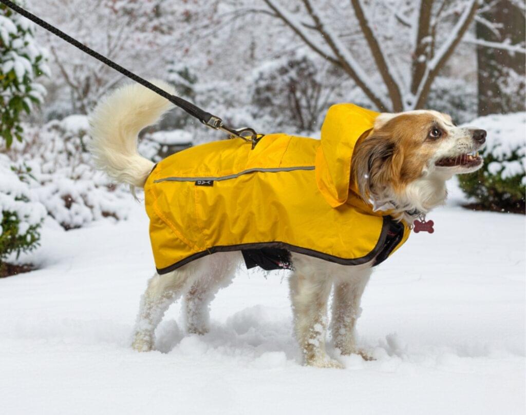 4 Best Rain Coats for Dogs in 2026: Proven Picks for Every Breed