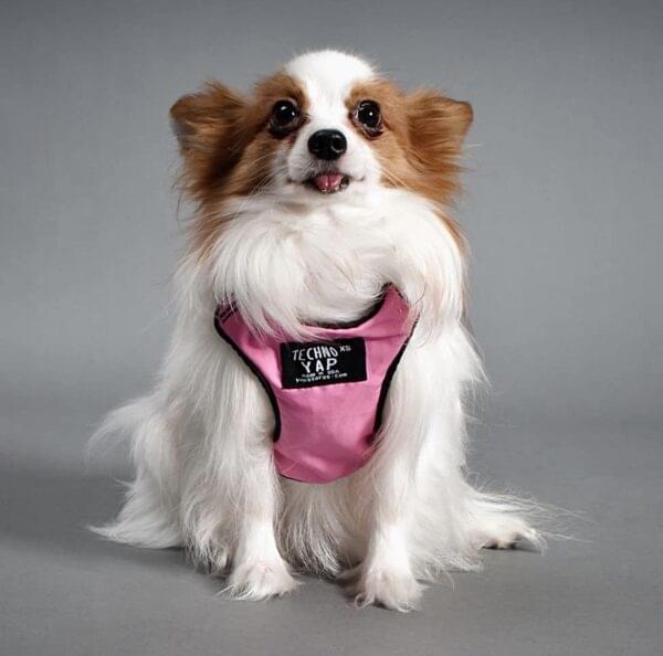 Dog Walking Gear rain coat for dogs with waterproof coverage