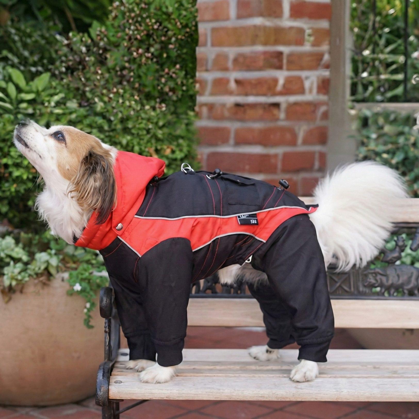Dog Walking Gear for wind rain and everyday dog walks